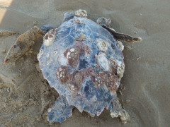 Un esemplare di tartaruga Caretta caretta