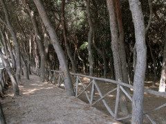 La pineta di Porto Sant'Elpidio