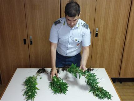 Il sequestro di piante di marijuana operato dalla Guardia di Finanza di Prto Recanati