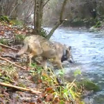 La lupa Selana, a cui il Parco Nazionale dei Monti Sibillini aveva applicato un collare satellitare, è scomparsa, uccisa da un bracconiere
