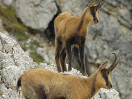 I camosci tutelati nell'area del Parco nazionale dei monti Sibillini