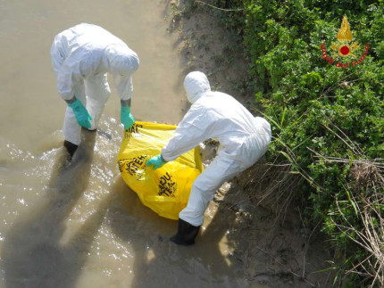 Le operazioni dei Vigili del fuoco per il recupero della carcassa di capriolo rinvenuta decomposta alla foce del fiume Potenza