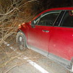 Un albero è caduto sopra un'auto