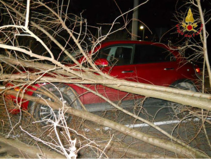 Un albero è caduto sopra un'auto