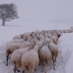 Animali sfollati dalle stalle crollate per il terremoto del centro Italia