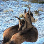 Primi cuccioli di camoscio nei Monti Sibillini