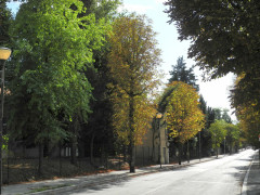 L'alberatura attuale in viale Indipendenza a Macerata