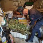 Sequestro marijuana ad opera della GDF di Macerata e Fermo