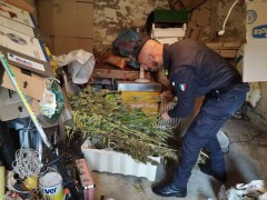 Sequestro marijuana ad opera della GDF di Macerata e Fermo