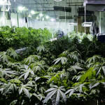 Piantagione di marijuana sequestrata nel Fermano dalla GDF
