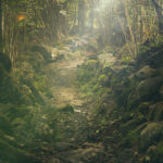 Foresta, bosco, natura