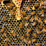 Api, miele, apicoltura