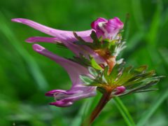 Nuova pianta scoperta sull'Appennino