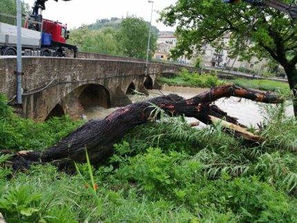 Tronchi sul greto del fiume Potenza