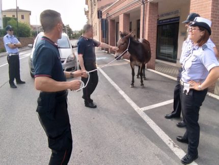 Mulo recuperato a San Severino