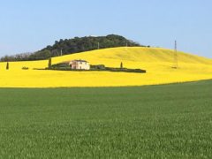 Campagne nei dintorni di Recanati