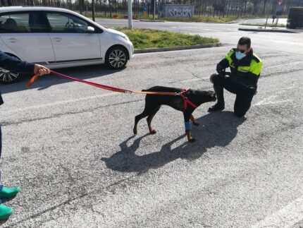 Cane vittima di maltrattamenti sequestro a Tolentino