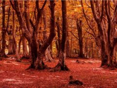 Foliage a Canfaito