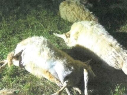 Pecore uccise dai lupi a Gualdo