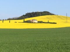 Campagna intorno a Recanati