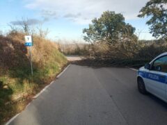 Albero caduto per il forte vento a Tolentino