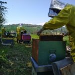 Apicoltori nelle Marche