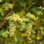 Grappolo del Verdicchio dei Castelli di Jesi