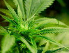 Una piantina di marijuana