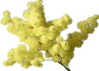 Mimosa