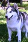 Siberian Husky