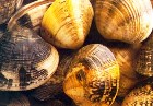 Vongole