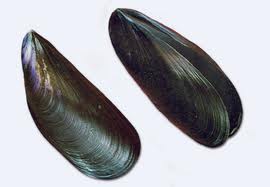 Cozze